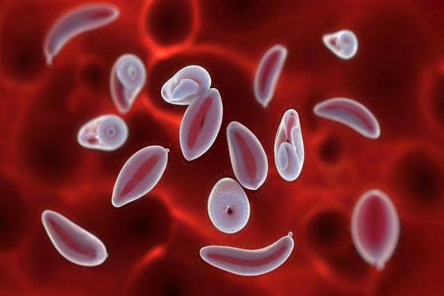 Verständnis der Toxoplasma -Gondii -Infektion bei Katzen und Hunden: Symptome, Diagnose und Behandlung