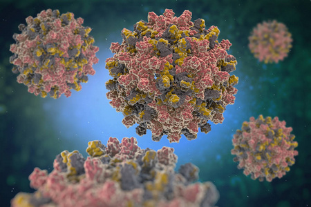 HEV IGM Rapid Test: Bei Hepatitis E -Diagnose führt der Weg