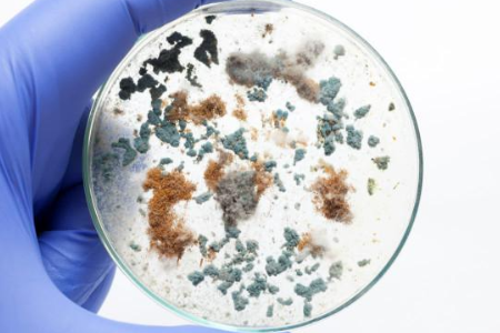 Gewährleistung der zuverlässigen mikrobiellen Kultivierung mit Trypticase Soja -Brühe von Baibo Biotechnology: Eine bevorzugte Wahl für globale Labors