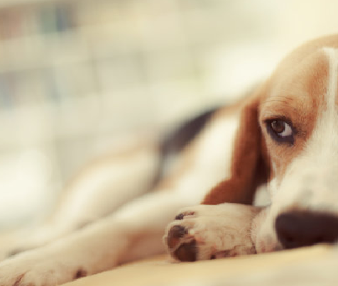 Brucella Canis Antikörper (B. Canis AB) Testkit: Schnelle Felddiagnose für Brucellose in Viehzucht
