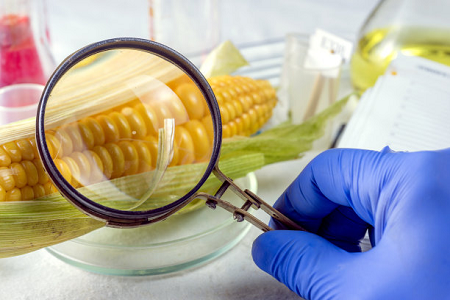 Babios Ochratoxin Eine schnelle Testkassette - Gewährleistung der globalen Lebensmittelsicherheit