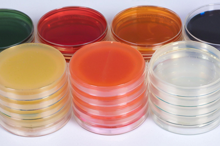 Hochwertiger Sapouraud Dextrose Agar (SDA) von Babio