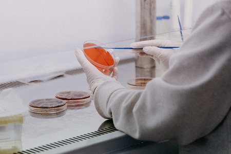 Babio führt Kartoffel -Dextrose -Agar (USP) für zuverlässige Schimmel- und Hefetests ein