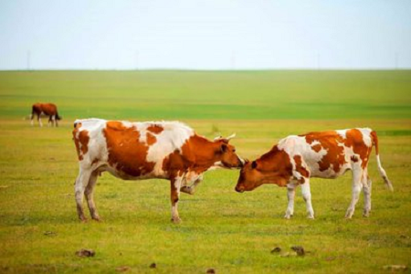 BABIO stellt hochempfindliches Trächtigkeits-Schnelltestkit für Rinder für die moderne Rinderhaltung vor