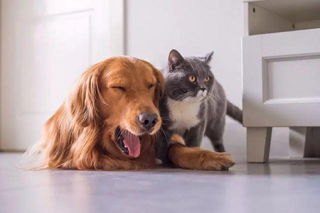 BABIO erweitert veterinärmedizinisches Schnelltest-Portfolio für die globale Heimtiergesundheit