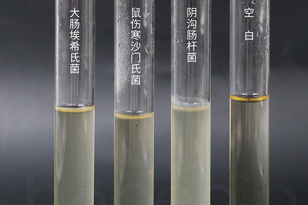 Babio Biotechnology bringt leistungsstarke Gehirn-Herz-Infusionsbrühe für zuverlässige mikrobielle Kultivierung auf den Markt