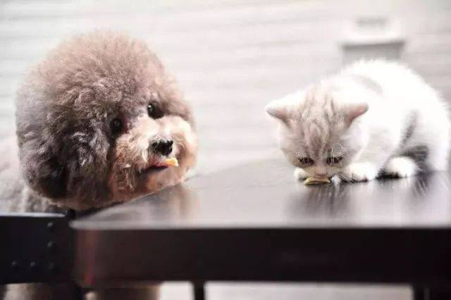 Schnelles FPV-Ag-Testkit zum Nachweis von felinen Pestviren