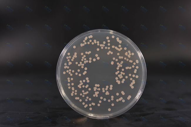 Brain Heart Infusion Agar: Nährstoffreiches Medium für die Bakterienkultur